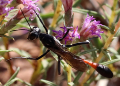 Ammophila placida