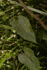 Leichhardtia racemosa