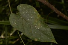 Leichhardtia racemosa