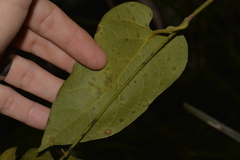 Leichhardtia racemosa