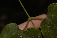 Leichhardtia racemosa