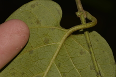 Leichhardtia racemosa