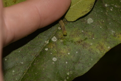 Leichhardtia racemosa