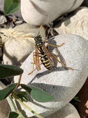 Polistes dominula