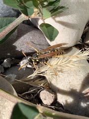 Polistes dominula