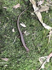 Scincella formosensis