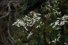 Olearia viscosa