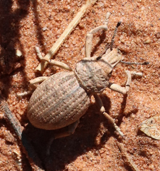 Ophryastes latirostris