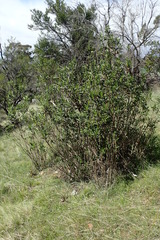 Olearia viscosa