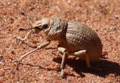 Ophryastes latirostris