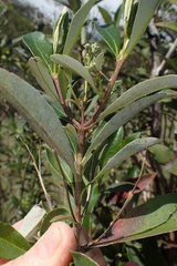 Olearia viscosa