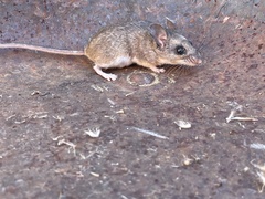 Peromyscus boylii