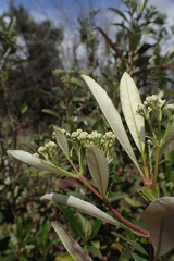 Olearia viscosa