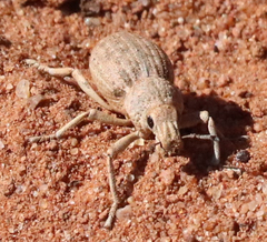 Ophryastes latirostris