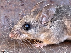 Peromyscus boylii