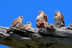Nankeen Kestrel photo 6