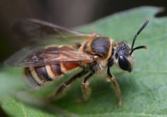 Lipotriches ceratina