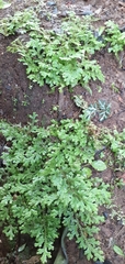 Selaginella uncinata