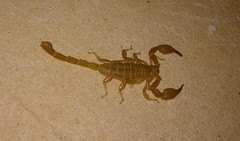 Urodacus