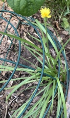 Microseris scapigera