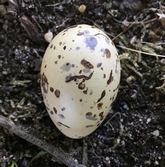 Ptilonorhynchus violaceus