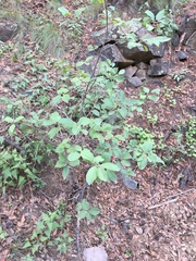 Frangula betulifolia