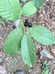 Frangula betulifolia