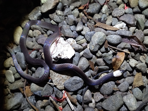 Photo of a Colombian Longtail Snake (Enuliophis sclateri)