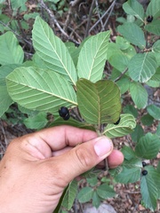 Frangula betulifolia