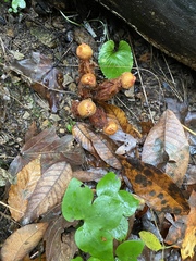 Calostoma ravenelii microsporum