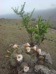 Trichocereus smrzianus