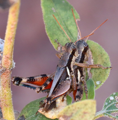 Melanoplus glaucipes