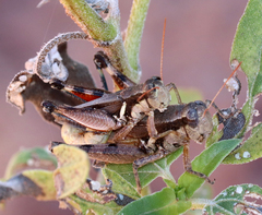 Melanoplus glaucipes