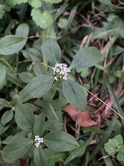 Spermacoce dasycephala