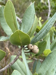 Manilkara jaimiqui emarginata
