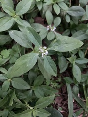 Spermacoce dasycephala