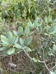 Manilkara jaimiqui emarginata