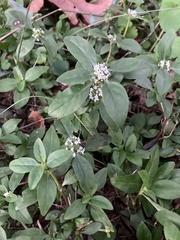 Spermacoce dasycephala