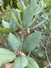 Manilkara jaimiqui emarginata