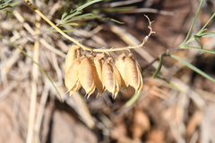 Astragalus hallii fallax