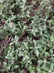 Spermacoce dasycephala