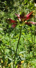 Alstroemeria psittacina