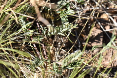 Astragalus hallii fallax