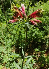 Alstroemeria psittacina