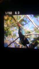 Cynanthus latirostris