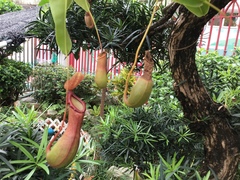 Nepenthes alata × ventricosa