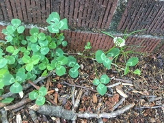 Trifolium repens