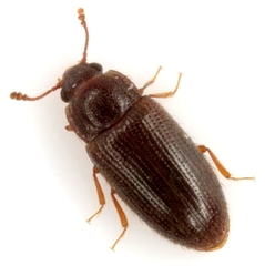 Diplocoelus brunneus