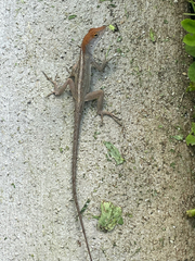 Anolis sagrei