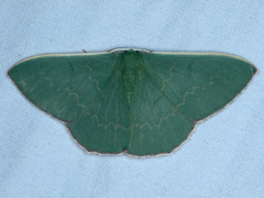 Prasinocyma semicrocea